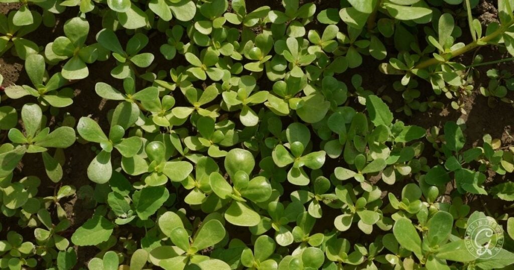 Top view of dense, green purslane seedlings growing closely together in soil—a vibrant example featured in the Arizona Annual Flowers Planting Guide.