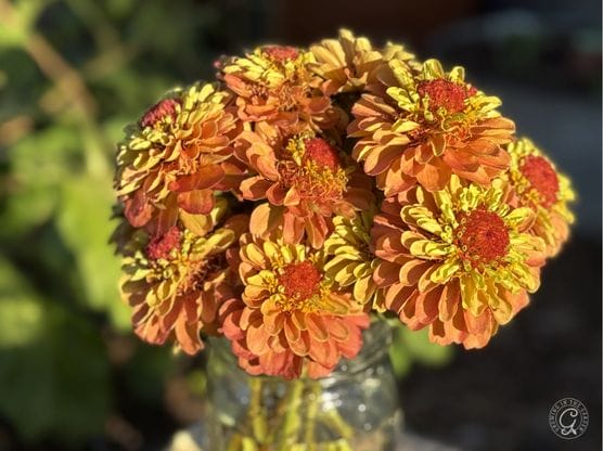 Queen Lime Orange Zinnia featured image