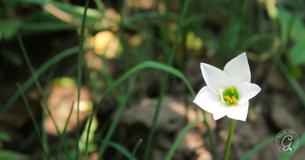 A single white flower with a yellow center grows among green grass and blurred plants in the background, capturing the beauty highlighted in the Arizona Annual Flowers Planting Guide.