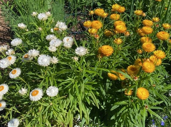 Rainbow Bouquet Dwarf Strawflower featured image