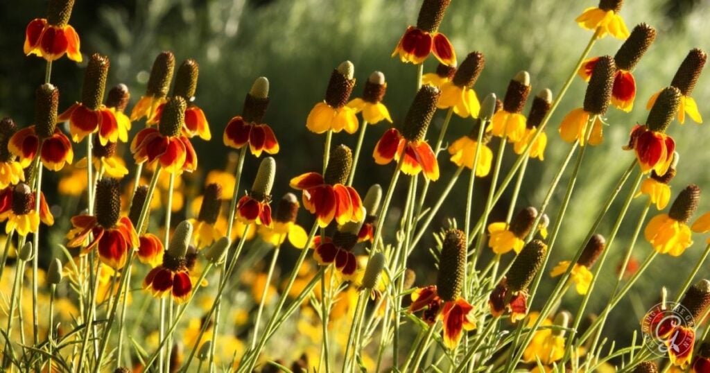 Yellow and red wildflowers with tall green stems bloom in sunlight against a blurred green background, echoing the vibrant suggestions of the Arizona Annual Flowers Planting Guide.