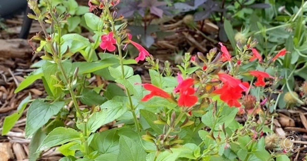 Red tubular flowers on green leafy stems thrive in a mulched garden bed, surrounded by other plants. These are perfect flowers that love hot summers, adding vibrant color and energy to your landscape.