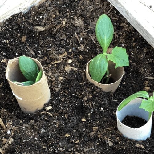 5 Best Ways to Keep Pill Bugs from Destroying Your Garden