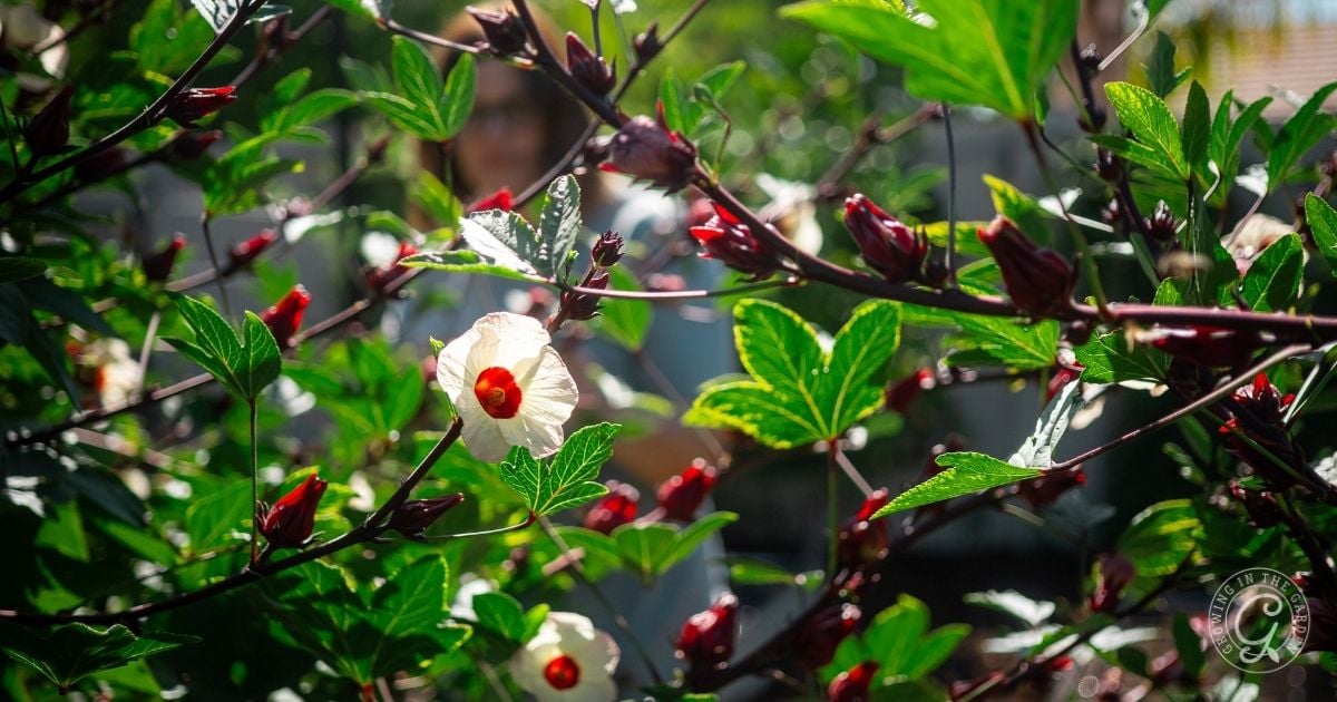 Sunlight shines on green leaves and red hibiscus buds, with a pale yellow flower in focus—reminding us of vegetables that love hot summers, thriving in this warm, lush setting.