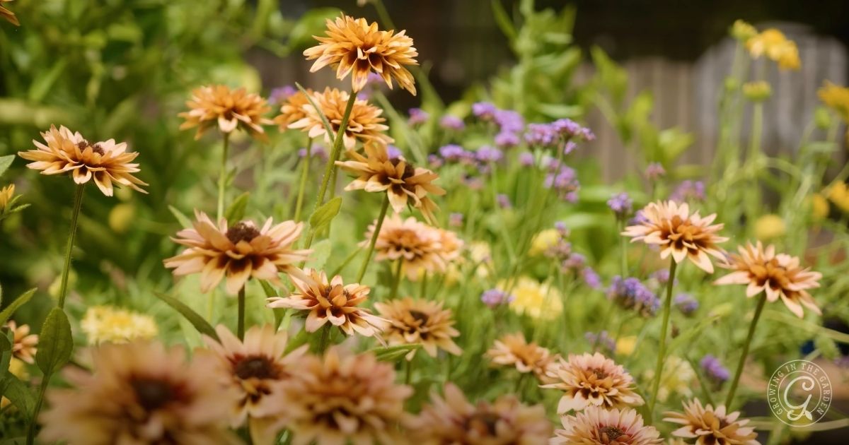 Cluster of brown and yellow daisy-like flowers in focus with green leaves and purple flowers blurred in the background—perfect for gardens featuring flowers that love hot summers.