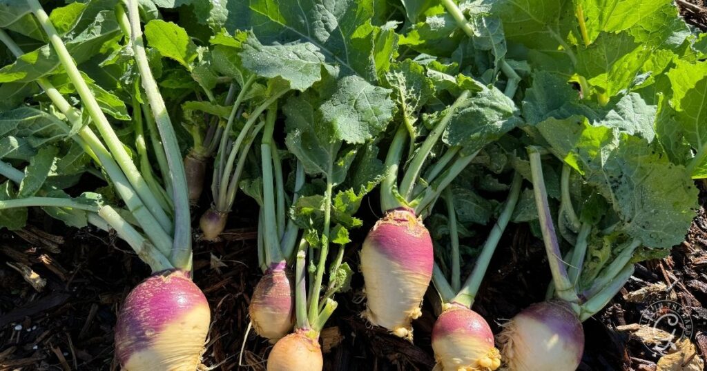 A row of freshly harvested rutabagas with green leaves and purple-yellow roots lying on soil.