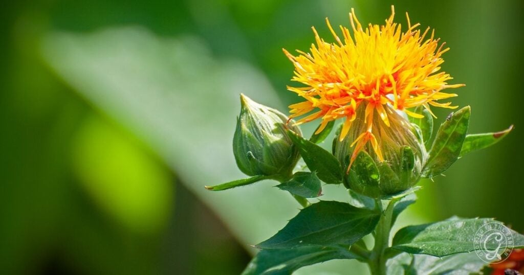 Bright yellow safflower bloom with two green buds, set against a blurred green background—an ideal choice featured in the Arizona Annual Flowers Planting Guide.