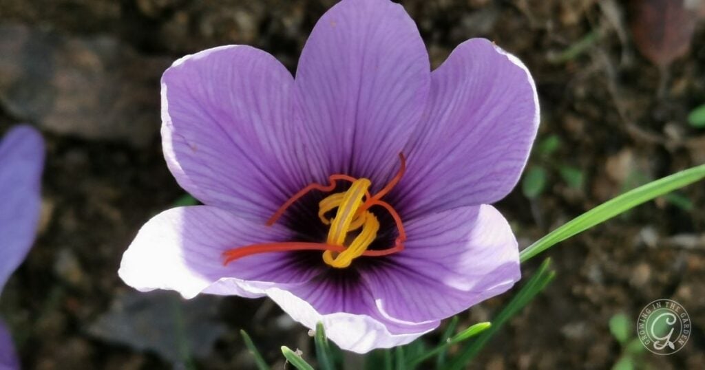 A close-up of a purple crocus flower with yellow and red stigma and stamens, blooming above brown soil.