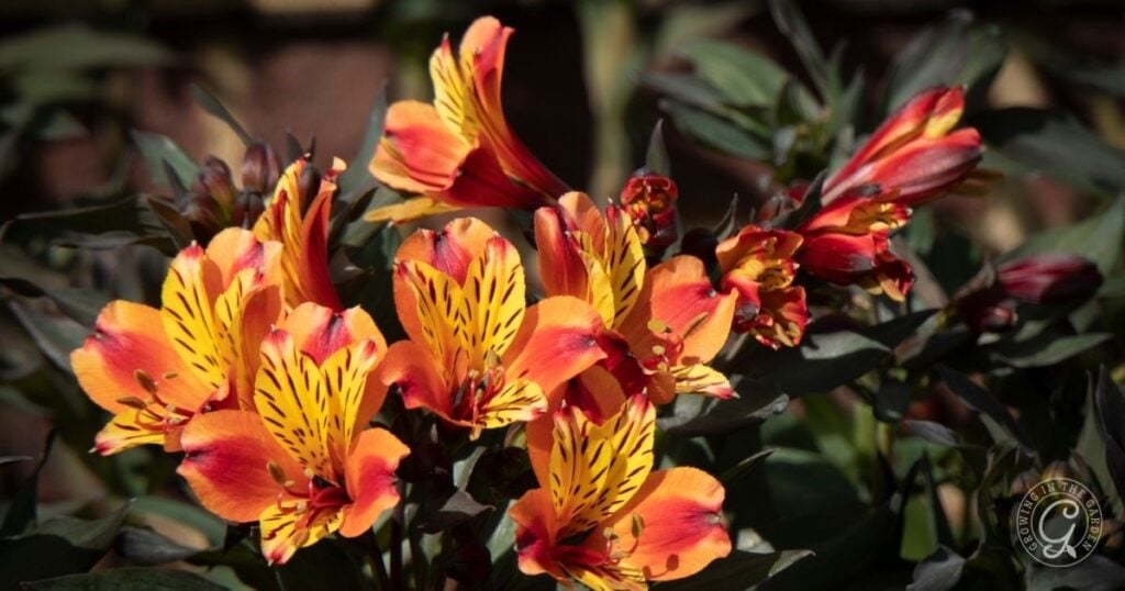 Bright orange and yellow Alstroemeria flowers with dark streaks and green foliage in the background, a vibrant choice highlighted in the Arizona Annual Flowers Planting Guide.