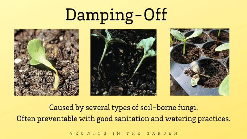 Clean trays and containers mean less chance of seedlings dying or “damping off”. Learn how to sanitize seed-starting supplies with these simple steps.