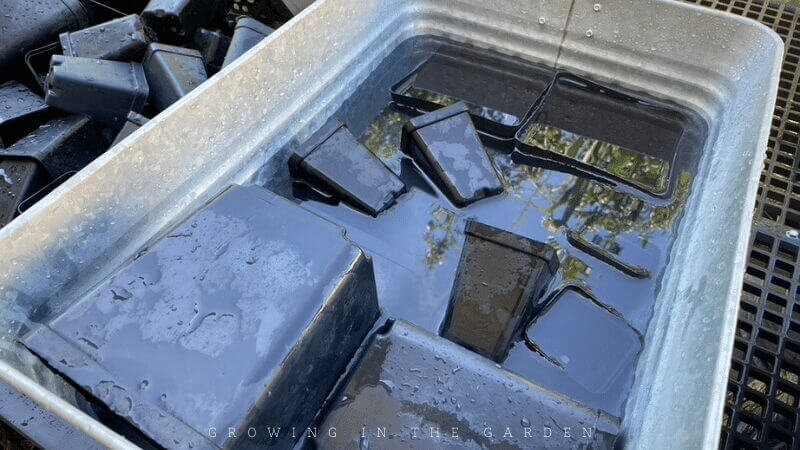 If damping off and fungal diseases have been an issue in the past, you may want to use this method, which provides the highest level of sanitation: 