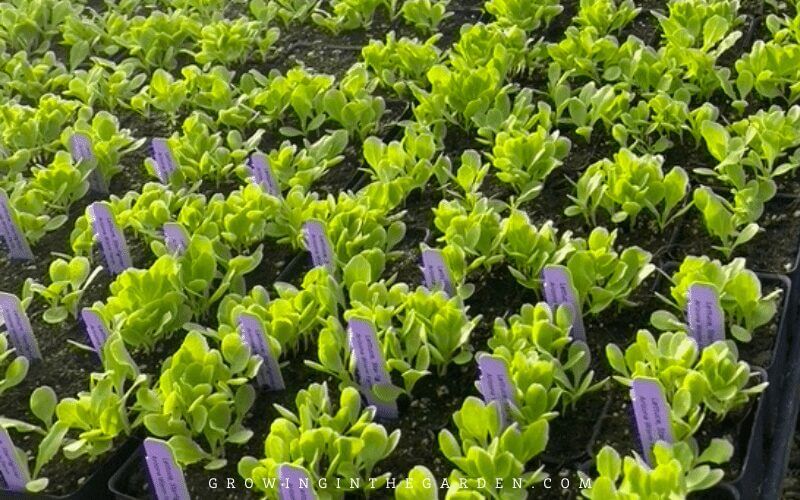 When to start seeds indoors