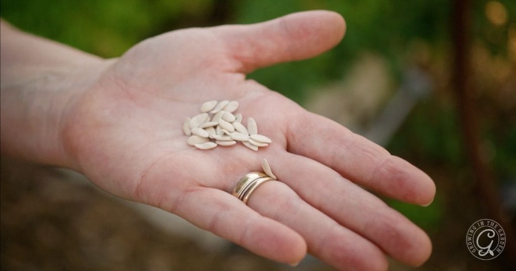 Seeds or Transplants? Which Crops Have Sensitive Roots