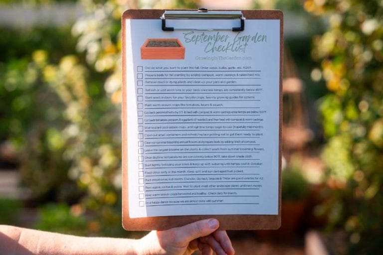 September Desert Gardening featured image