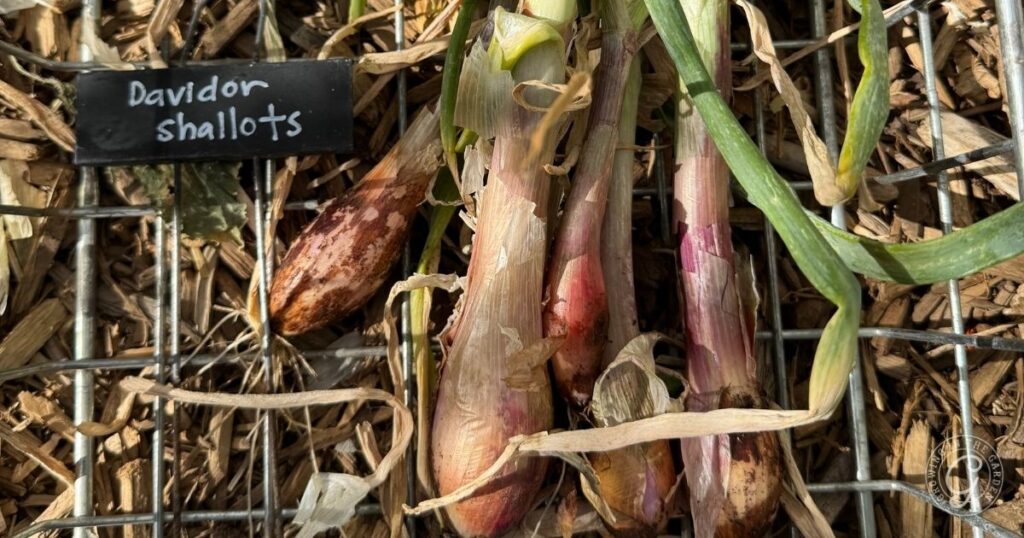 Shallots labeled Davidor shallots lie on a wire rack among dried leaves and mulch.