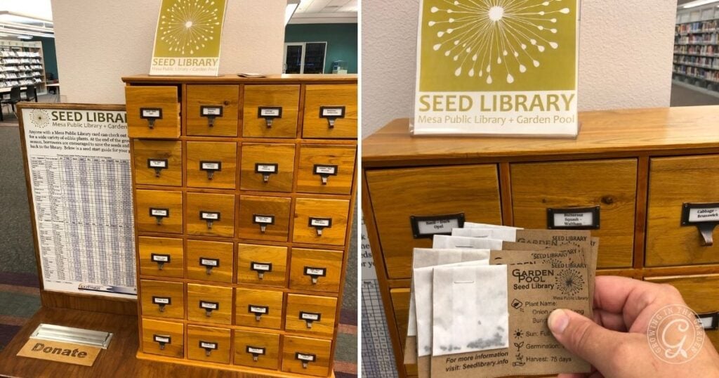 A wooden seed library drawer in a library, with seed packets and a Seed Library sign displayed, offers resources on how to save seeds for gardeners and enthusiasts.