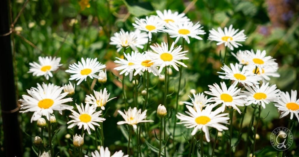 White daisies with yellow centers blooming in a sunlit garden with green foliage in the background, as recommended in the Arizona Annual Flowers Planting Guide.