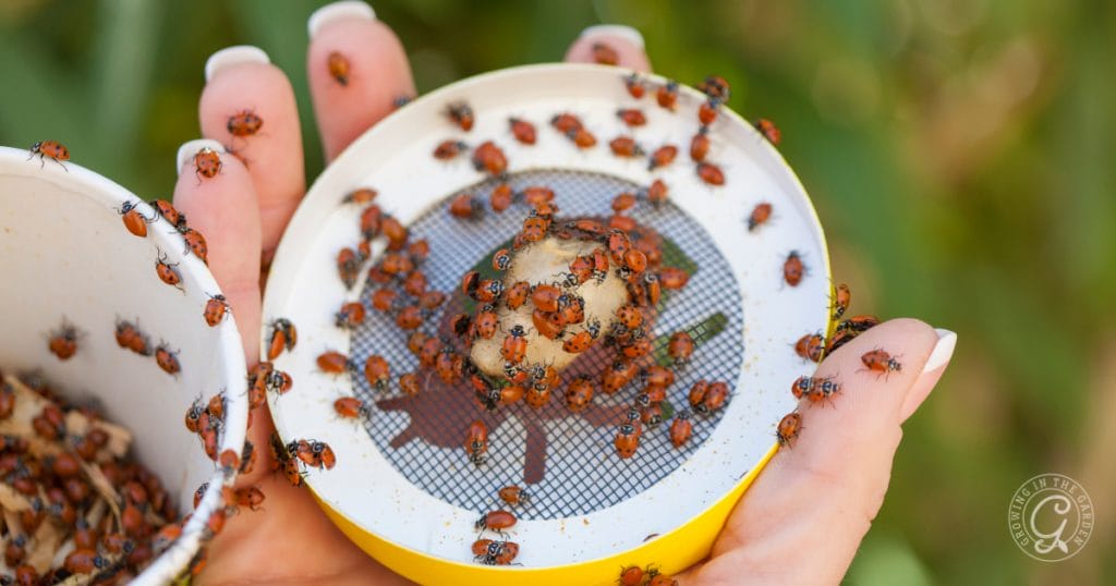 Purchased ladybugs may fly away once released