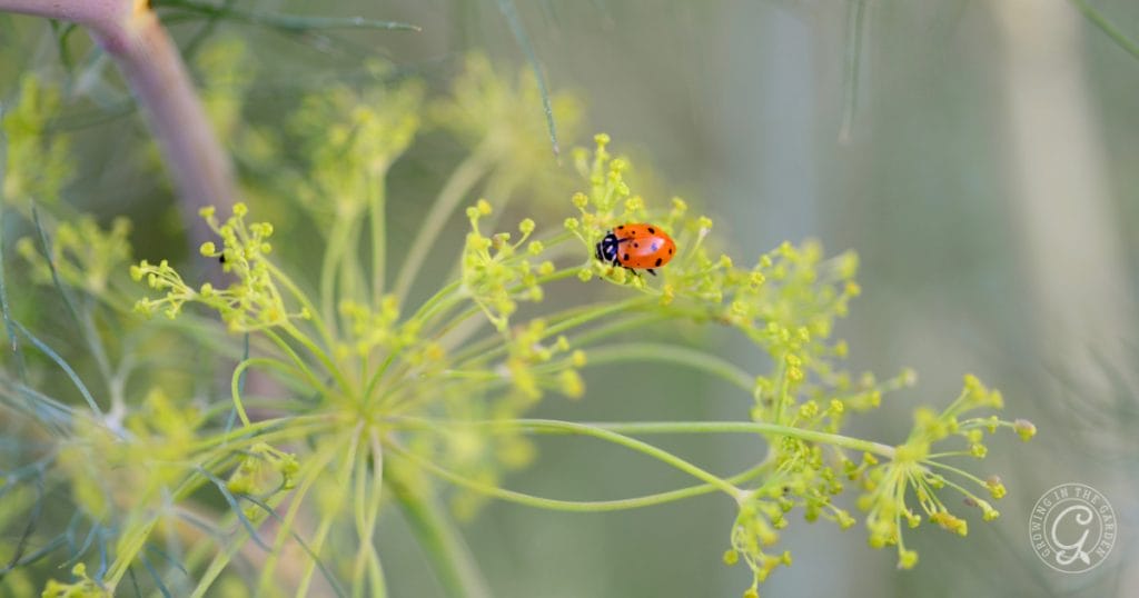 Ladybug on bolted dill