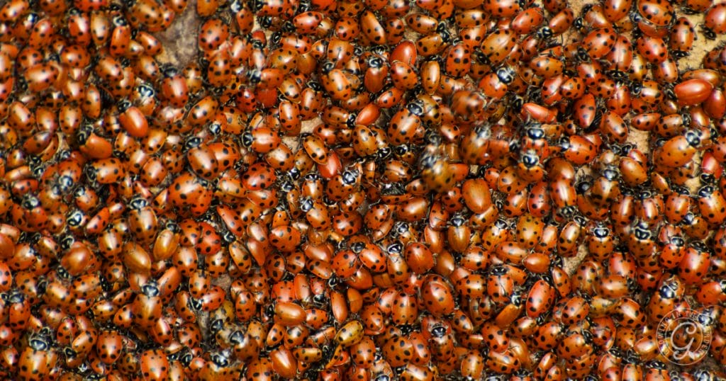 Should I Buy Ladybugs for My Garden?