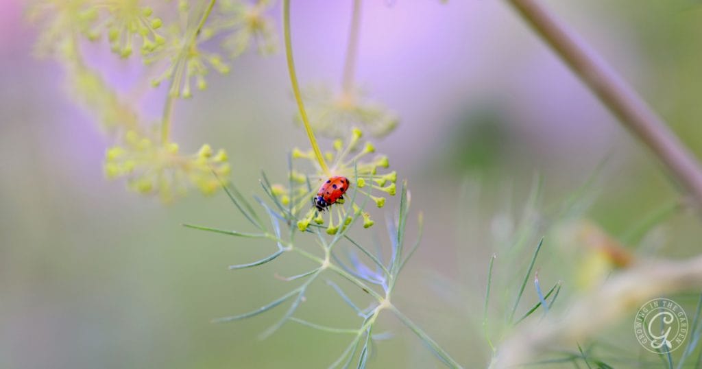 Ladybug on bolted dill