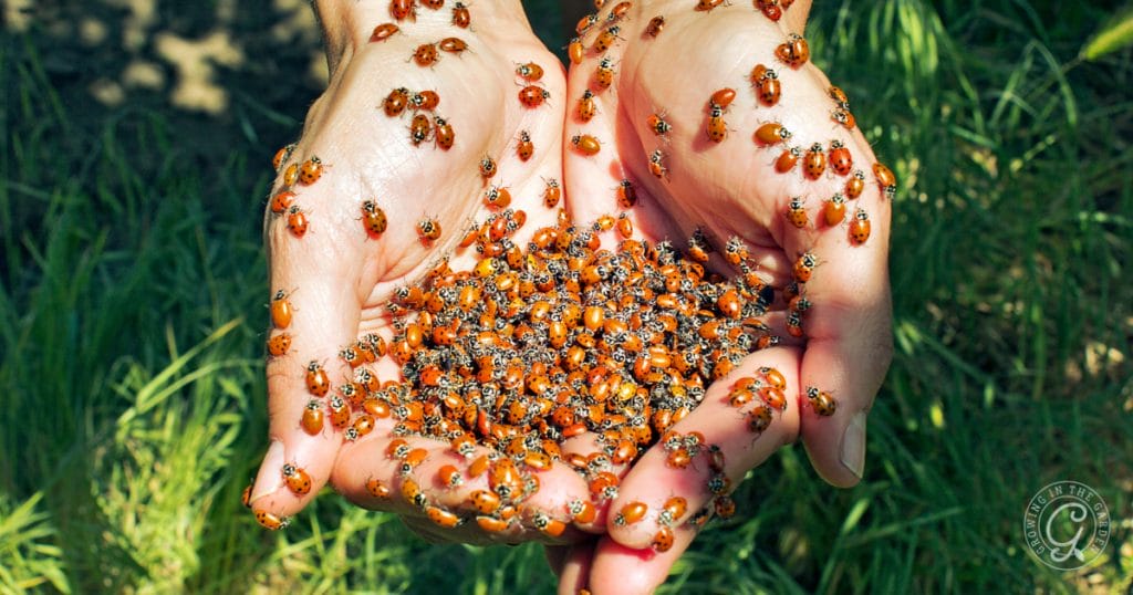 Should I Buy Ladybugs for My Garden?