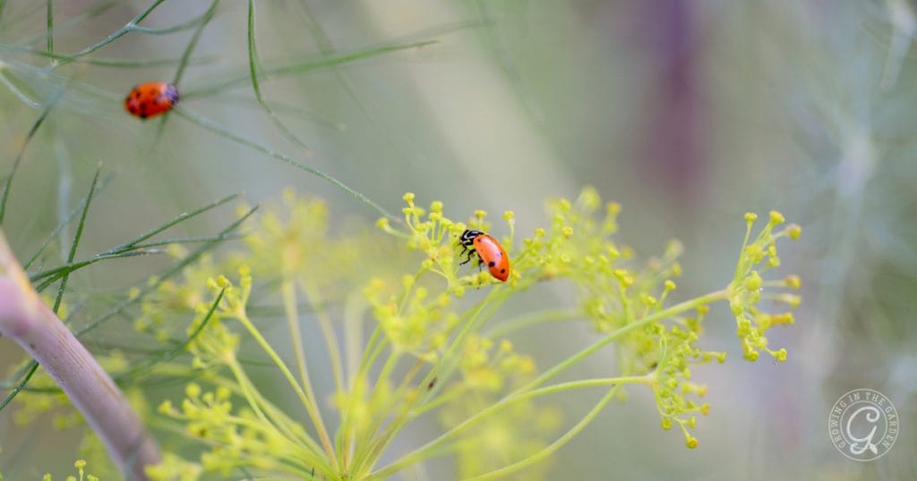 Ladybugs on bolted dill