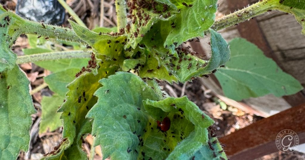 Aphids and a ladybug on a sunflower