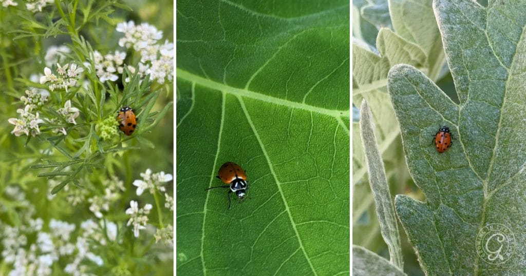 Should I Buy Ladybugs for My Garden?