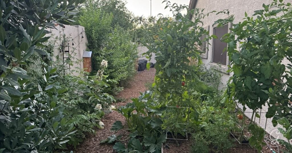 A lush backyard garden with a thoughtful backyard garden design features various green plants and tomato cages beside a house and a fence.