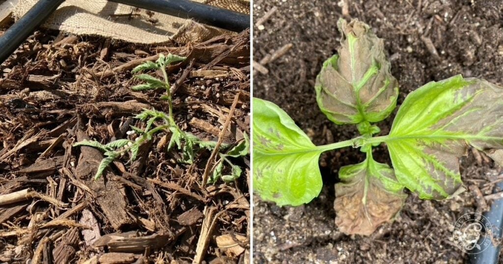 Signs That You Need to Harden Off Seedlings More Slowly