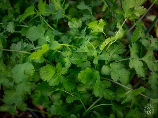 Slow Bolt Cilantro featured image