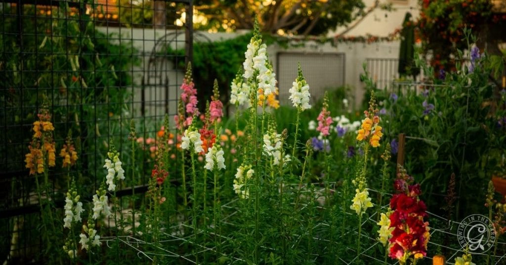 Snapdragons with trellis netting support