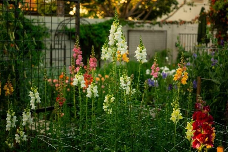 Plant Support Netting: The Secret to Perfect Cut Flowers featured image