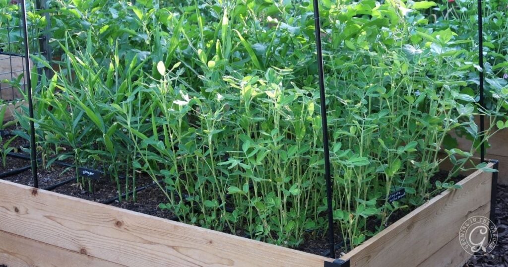 Raised garden bed with lush green plants and trellises, surrounded by dense greenery—perfect for experimenting with how to grow peanuts in your own backyard oasis.