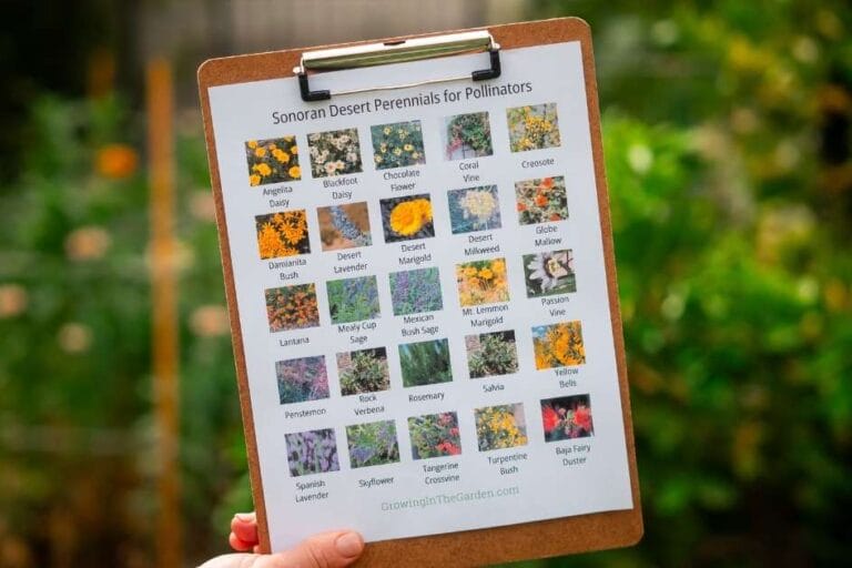 Perennials for Pollinators in Your Desert Garden featured image