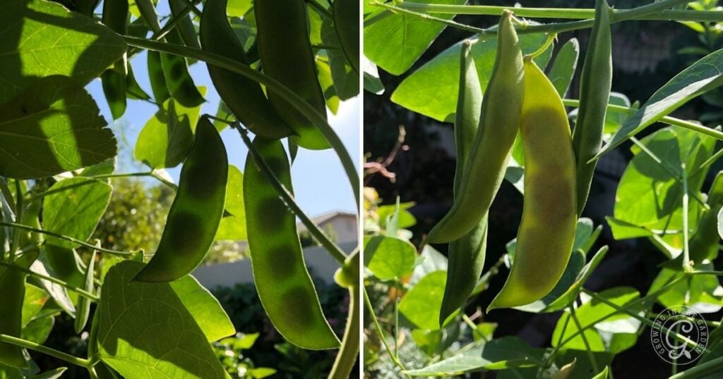 Green bean pods hanging from leafy plants in sunlight, shown from two different angles—offering inspiration for those learning how to grow lima beans in their own garden.