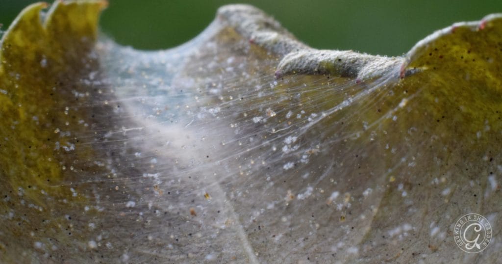 Spider Mite Prevention & Organic Control