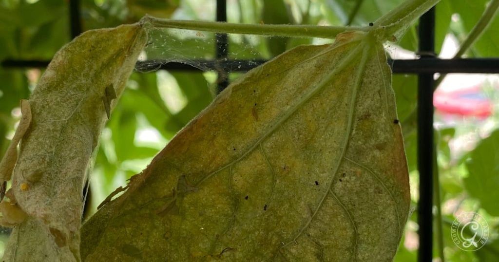 Spider Mite Prevention & Organic Control