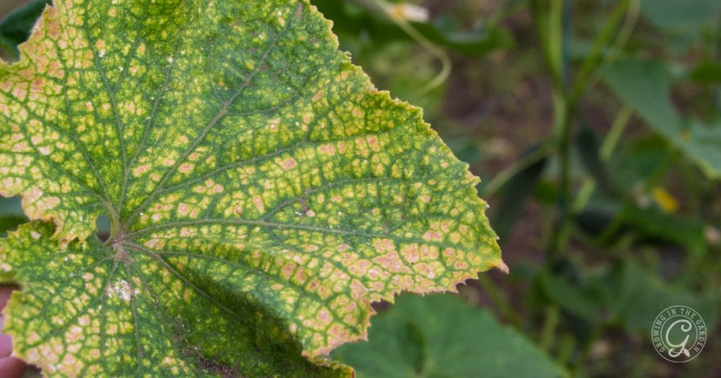 Spider Mite Prevention & Organic Control