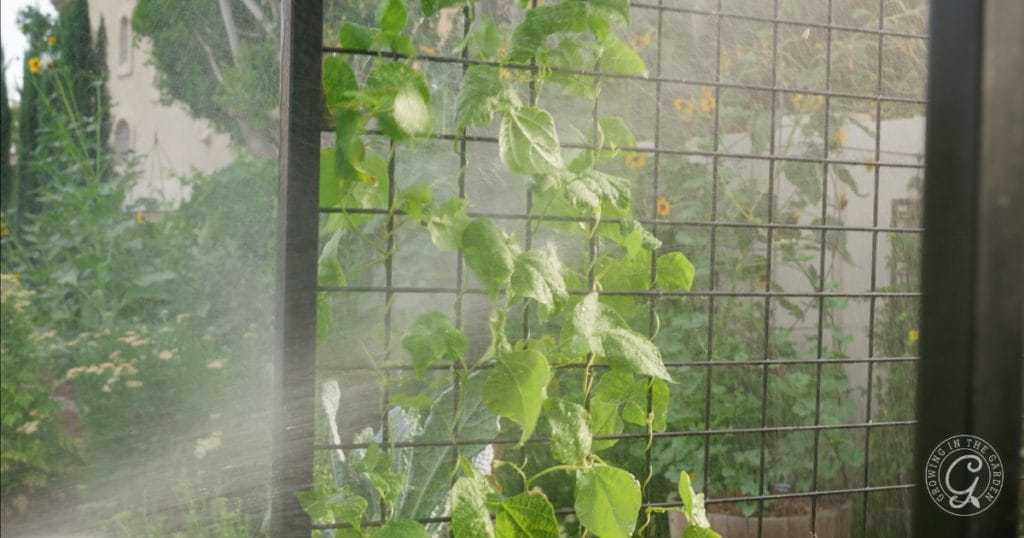 Spider Mite Prevention & Organic Control