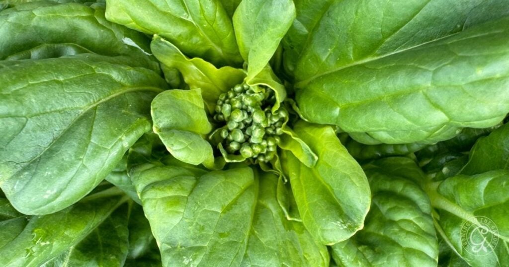 Close-up of fresh green tatsoi leaves with small flower buds forming in the center, resembling young spinach planting in its early stages.