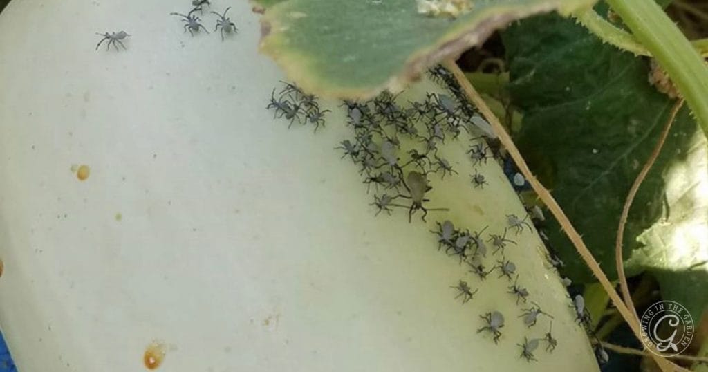 Squash Bug Prevention & Organic Control
