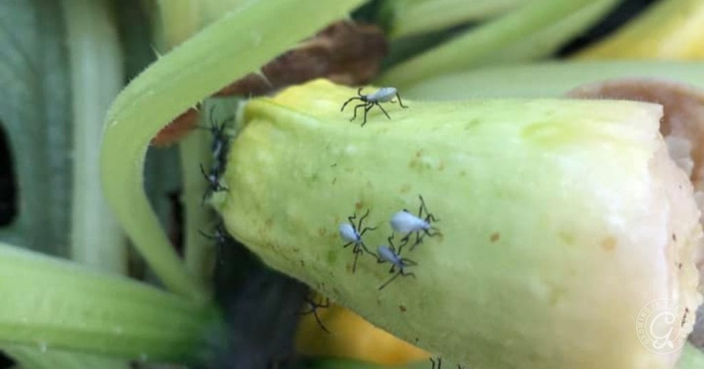 Squash Bug Prevention & Organic Control