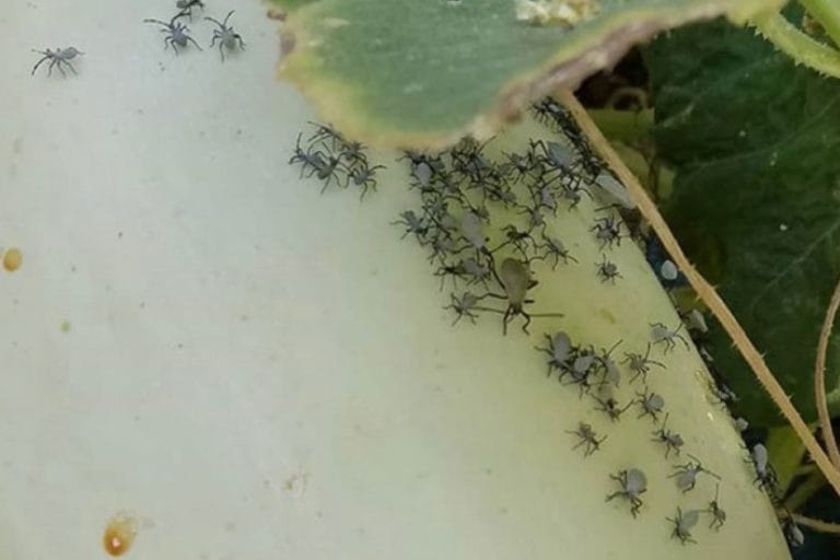 Squash Bug Prevention & Organic Control featured image