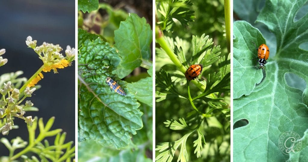 Ladybug eggs, ladybug larvae, ladybug pupa, and adult ladybug