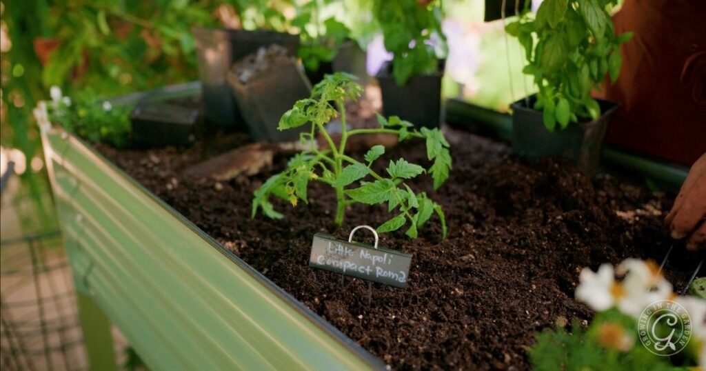 A young tomato plant grows in a raised garden bed with a label reading Little Napoli Compact Roma, illustrating how avoiding common vegetable gardening mistakes can lead to healthy growth.
