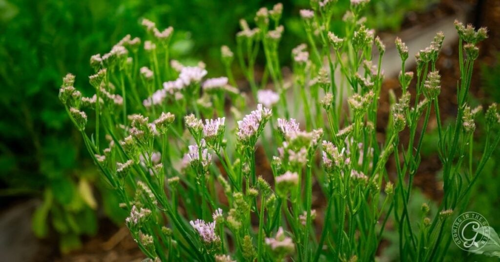 Delicate light purple wildflowers blooming among green stems in a lush garden setting, inspired by tips from the Arizona Annual Flowers Planting Guide.
