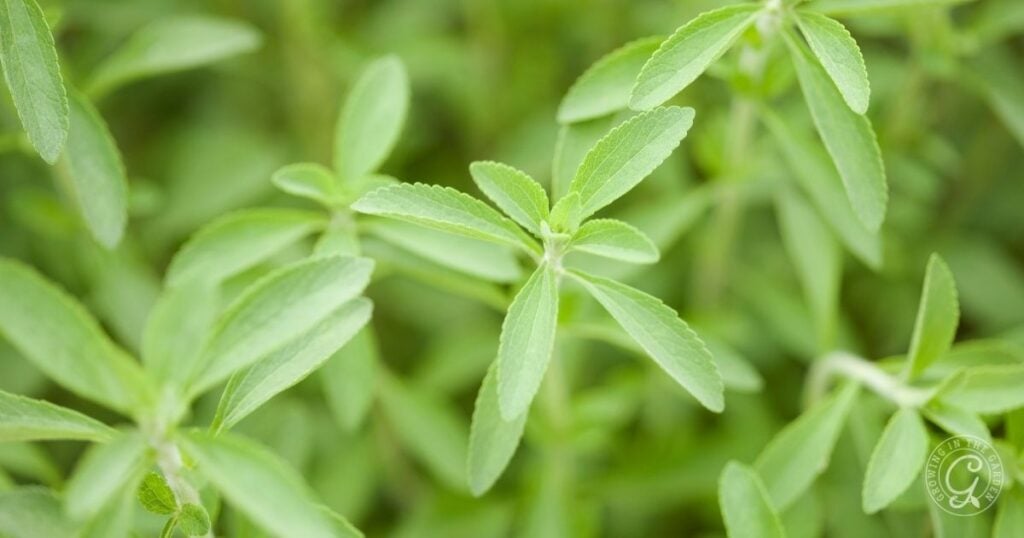 Close-up of bright green stevia plant leaves with serrated edges, set against a blurred green background.