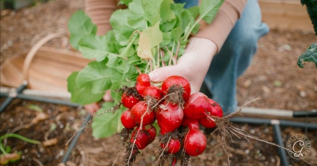 A person harvesting a bunch of fresh red radishes with green leaves from a garden bed, showcasing the rewarding results of learning how to grow radishes.
